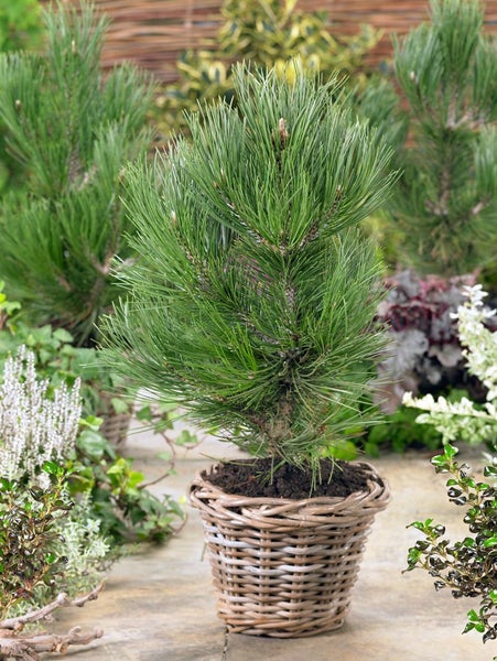 Pinus heldreichii 'Den Ouden', Bosnische Kiefer, 20–25 cm