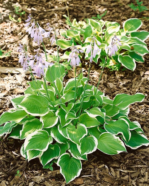 Funkien Pflanze mit weißen Rändern und Blüten im Gartenbeet