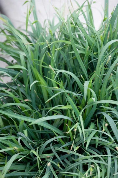 Blaugrüne Steppen-Segge im Detail