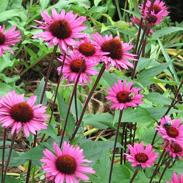 Nahaufnahme einer Gruppe von rosafarbenen Kegelblumen im Garten.