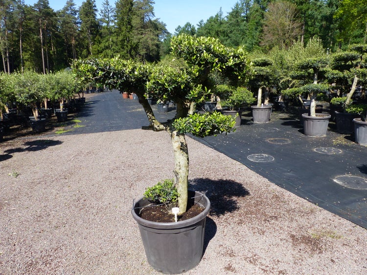 podocarpus macrophyllus 'maki Podocarpus macrophyllus 'Maki' ~ Maki Shrubby Yew Podocarpus  Hahira  Nursery