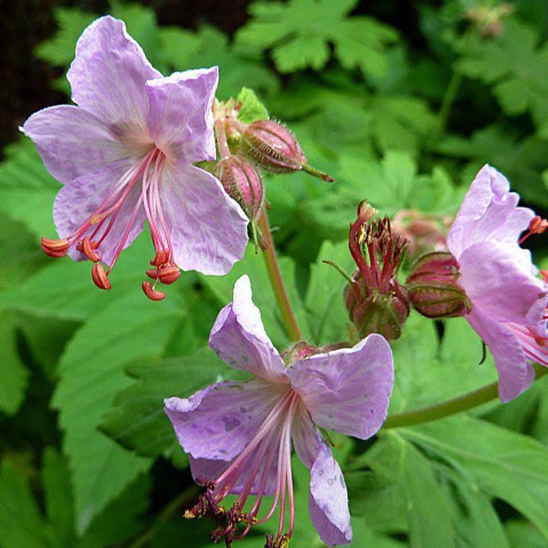 Nahaufnahme von rosa Storchschnabelblüten mit grünen Blättern