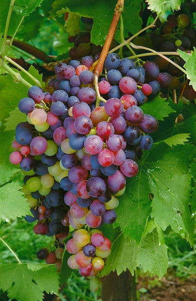 Vitis vinifera, Weinrebe, blau, 80–100 cm