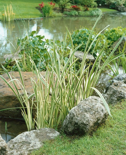 Acorus calamus 'Variegatus', Kalmus, gestreift, ca. 9x9 cm Topf