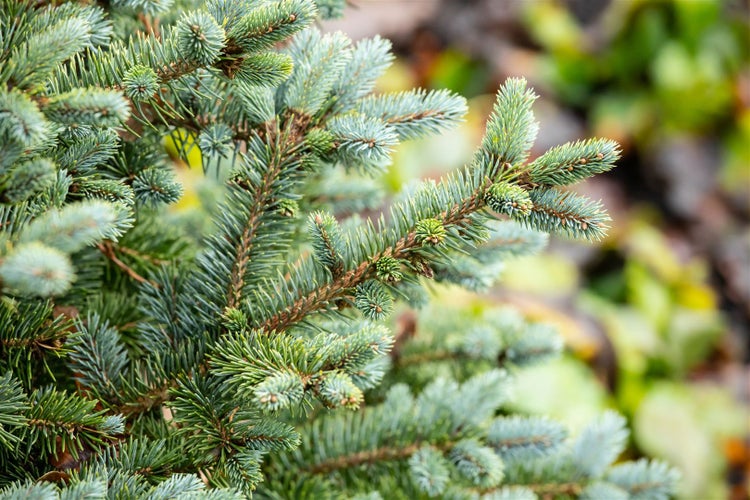 Picea sitchensis 'Silberzwerg', Sitka-Fichte, silbrig, 25–30 cm