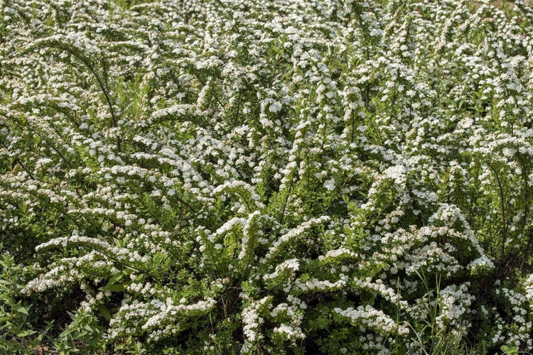 Blühende Brautspiere Spiraea arguta mit dichten weißen Blüten an bogenförmigen Zweigen im Garten.