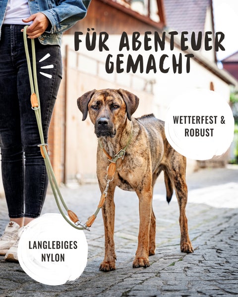 Hund an einer Nylonleine mit Lederdetails