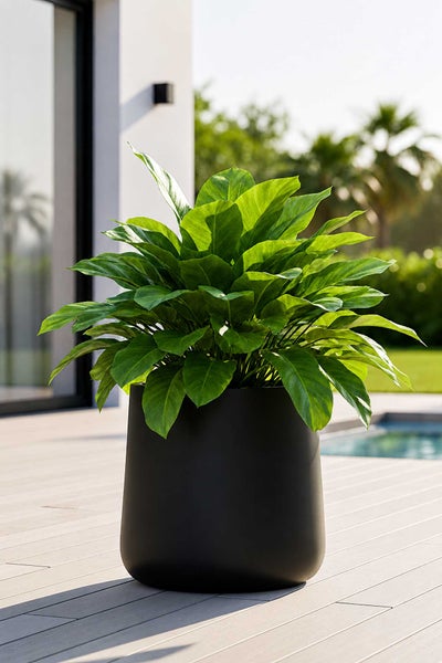 Großer runder Pflanzkübel in mattem Schwarz mit einer üppigen Grünpflanze auf einer modernen Terrasse neben einem Pool.