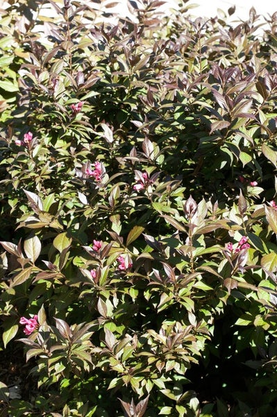 Weigela florida 'Minor Black', Weigelie, dunkelrot, 40–60 cm