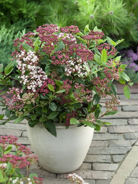 Viburnum tinus, Lorbeer-Schneeball, immergrün, 30–40 cm