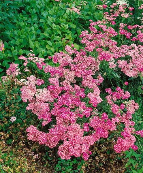 Achillea millefolium 'Lilac Beauty', Schafgarbe, lila, ca. 9x9 cm Topf