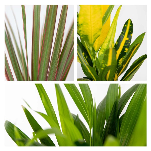 3x Tropische Zimmerpflanzenmischung Inkl. Jutekorb – Luftreinigend – ⌀12 cm - ↕ 25-40 cm