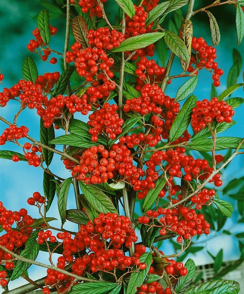 Cotoneaster salicifolius floccosus, immergrün, 80–100 cm