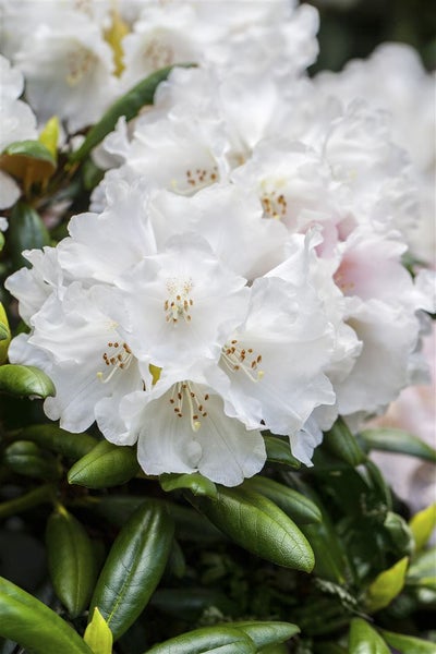 Rhododendron Hybr. 'Helene Schiffner', weiß, 30–40 cm