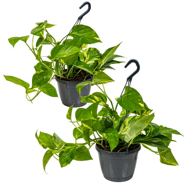 Scindapsus 'Aureum' im hängenden Topf pro 2 | Epipremnum - Zimmerpflanze cm17 cm - ↕25 cm