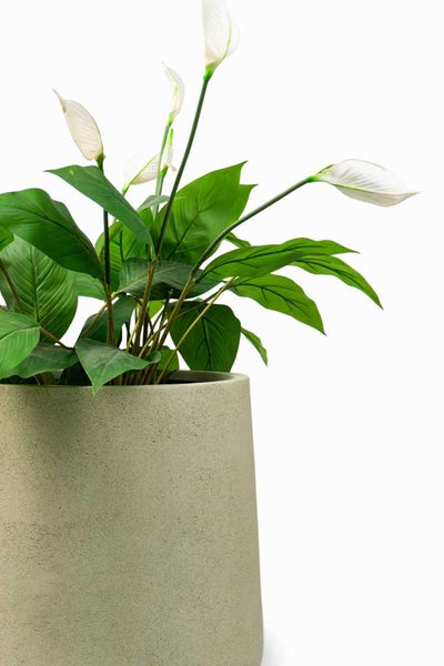 Zimmerpflanze Einblatt Spathiphyllum in einem hellgrauen Pflanztopf mit Steintextur.