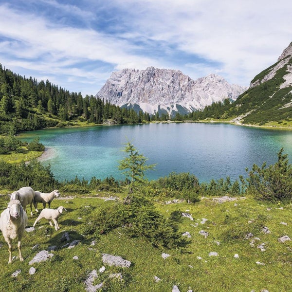 Bergsee mit Schafen und Berglandschaft