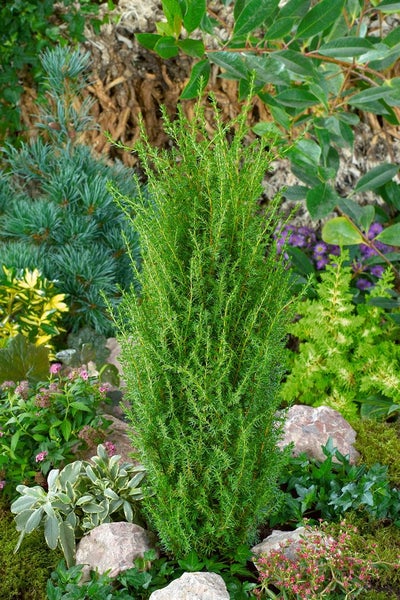 Juniperus communis 'Arnold', Wacholder, 30–40 cm