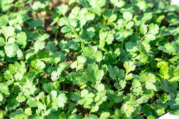 Kräuter-Set „Kräuter-Oase“, Bio-Jungpflanzen, Garten,  2x Bio-Koriander, 1x Bio-Petersilie glatt, 1x Bio-Nana Minze, 2x Bio-Thymian, 2x Bio-Kerbel, 2x Bio-Lavendel