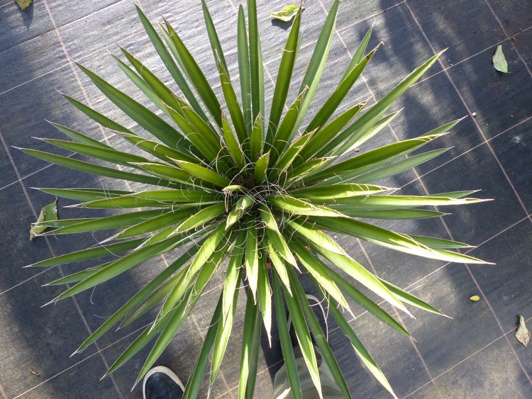 Yucca-Filamentosa 60 - 70cm , Palmlilie, Asparagaceae, Ferald's Yucca Winterhart -28 °C