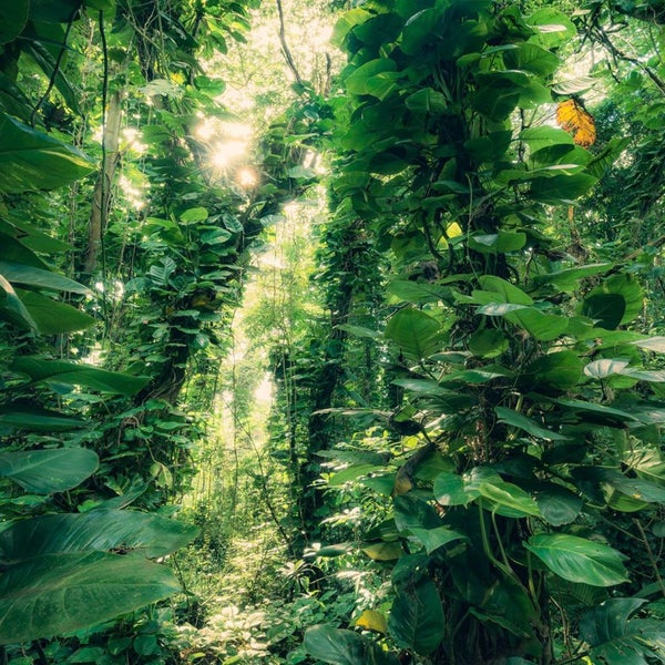 Dichter Dschungel mit Bäumen und üppiger Vegetation