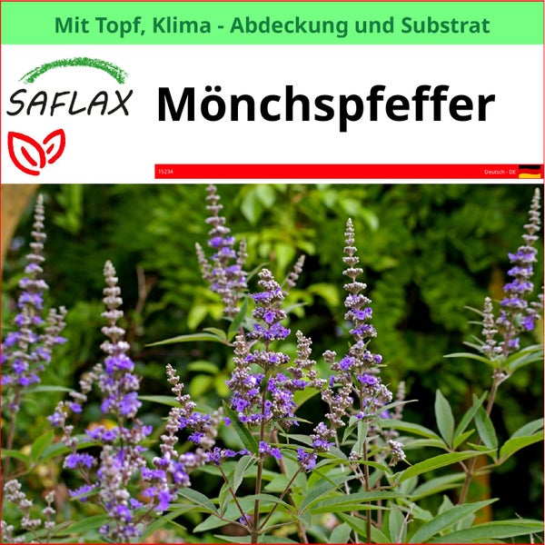 Mönchspfeffer Pflanze im Topf