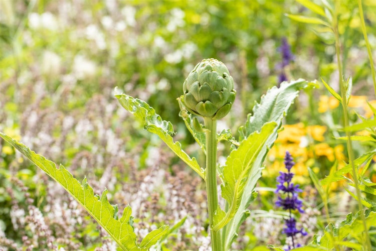 Artischockenpflanze im Garten