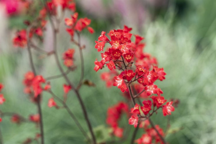 Heuchera sanguinea 'Ruby Bells', Purpurglöckchen, rot, ca. 9x9 cm Topf