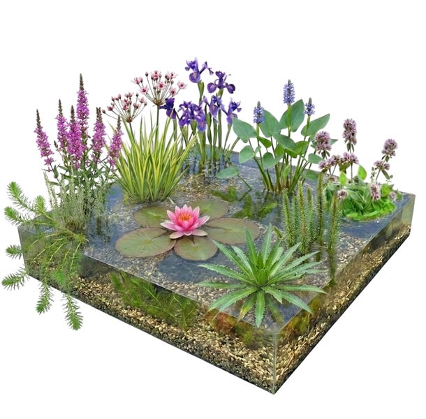 Mini-Teich Set mit verschiedenen Wasserpflanzen wie Seerose, Sumpf-Schwertlilie und weiteren Blühpflanzen in einem transparenten Becken.