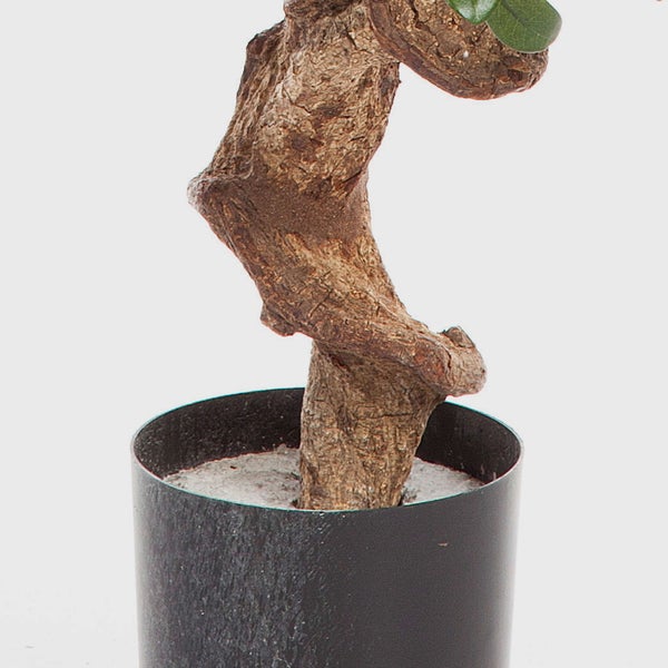 Detailaufnahme der großen grünen Blätter einer Alocasia Pflanze mit ausgeprägten Blattnerven.