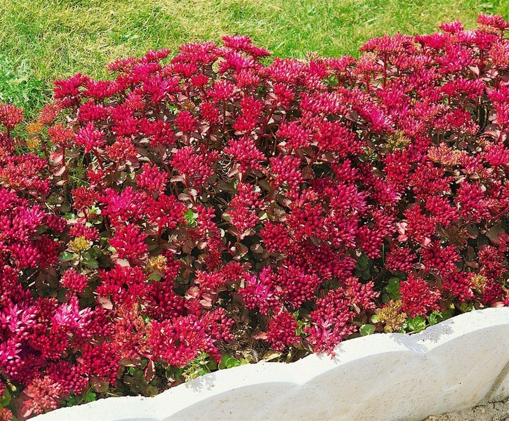 Sedum spurium 'Schorbuser Blut', Teppichsedum, rot, ca. 9x9 cm Topf