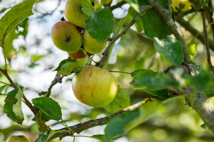 Prunus domestica 'Zwergobst', Terrassenobst, 40 cm Stammhöhe