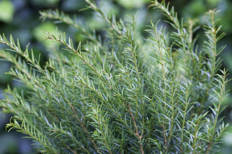 Taxus baccata 'Renke's Kleiner Grüner', Eibe, kompakt, 20–30 cm