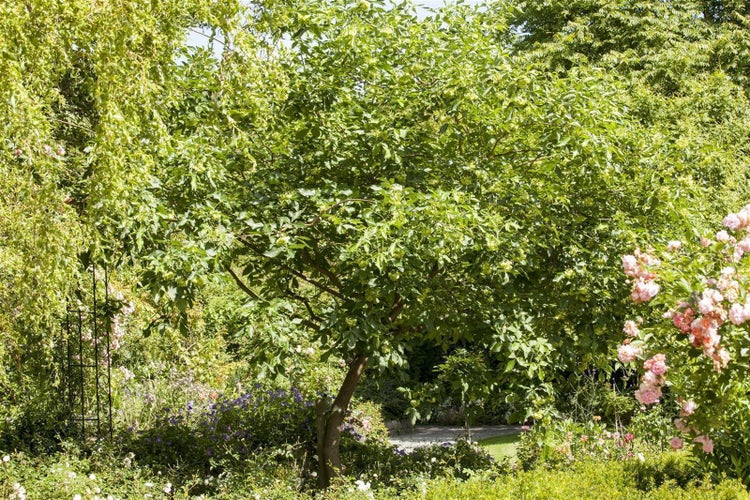 Ptelea trifoliata, Hopfenbaum, 60–80 cm, aromatisch