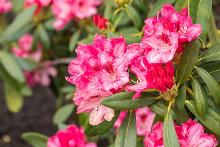 Nahaufnahme von Rhododendronblüten mit Blättern