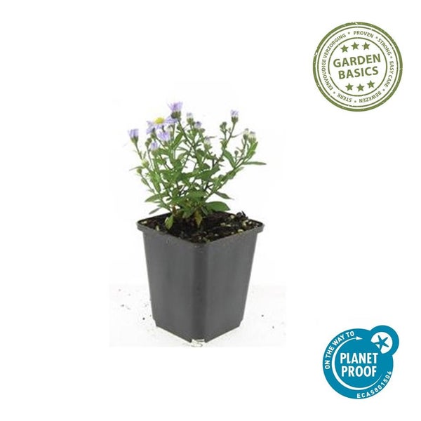 Blühende Pflanze mit hellvioletten Blüten im schwarzen Kunststofftopf. Nachhaltig produziert, pflegeleicht und robust.