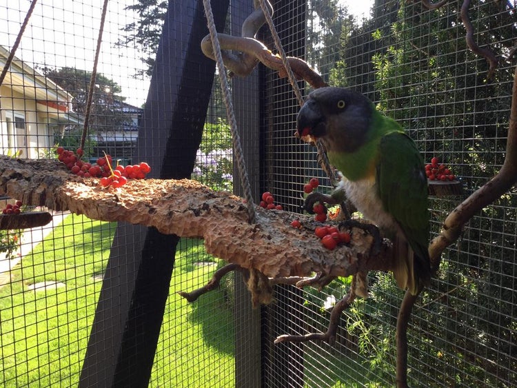 Mohrenkopfpapagei auf einer hängenden Vogelschaukel aus Korkrinde in einer hellen Außenvoliere mit Beeren.