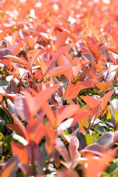 Photinia fraseri 'Red Robin', Glanzmispel, rot, 40–60 cm