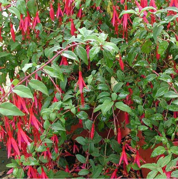 Fuchsienblüten mit grünen Blättern in Nahaufnahme