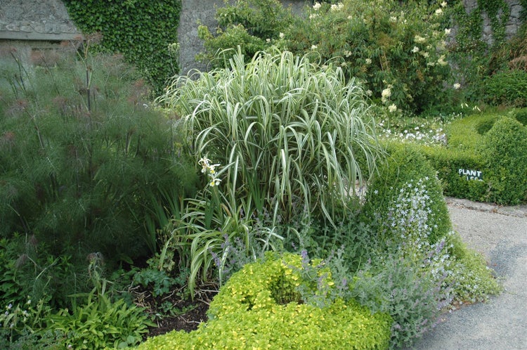 Miscanthus sinensis 'Variegatus', Chinaschilf, gestreift, 3-5 Liter Container