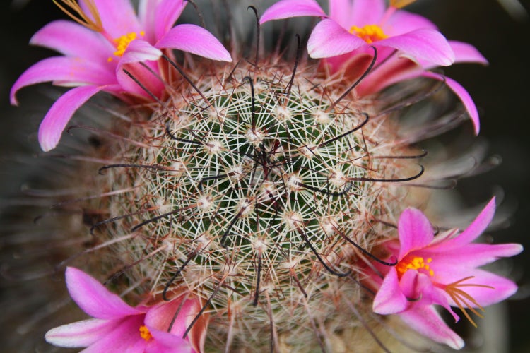 SAFLAX Garden to go - Mammilaria Mischung - Mammilaria Mix - 40 Samen - Mit Topf, Klima - Deckel und Anzuchtsubstrat