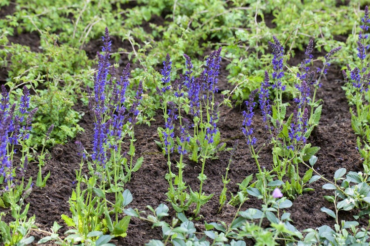 Salvia nemorosa 'Ostfriesland', Steppensalbei, violett, ca. 9x9 cm Topf