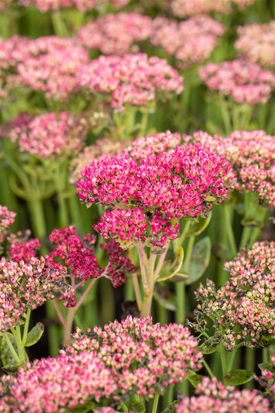 Sedum telephium 'Herbstfreude', Fetthenne, rosa Blüten, 2-3 Liter Container