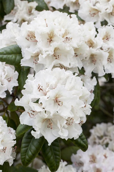 Rhododendron Hybr. 'Bellini', rosa Blüten, 30–40 cm