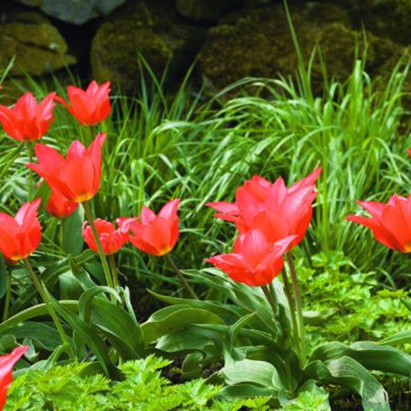 Rote Tulpen im Gartenbeet