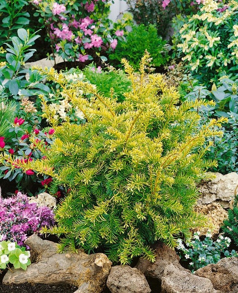 Gelbe Eibe im Gartenbeet mit Steinen und anderen Pflanzen.