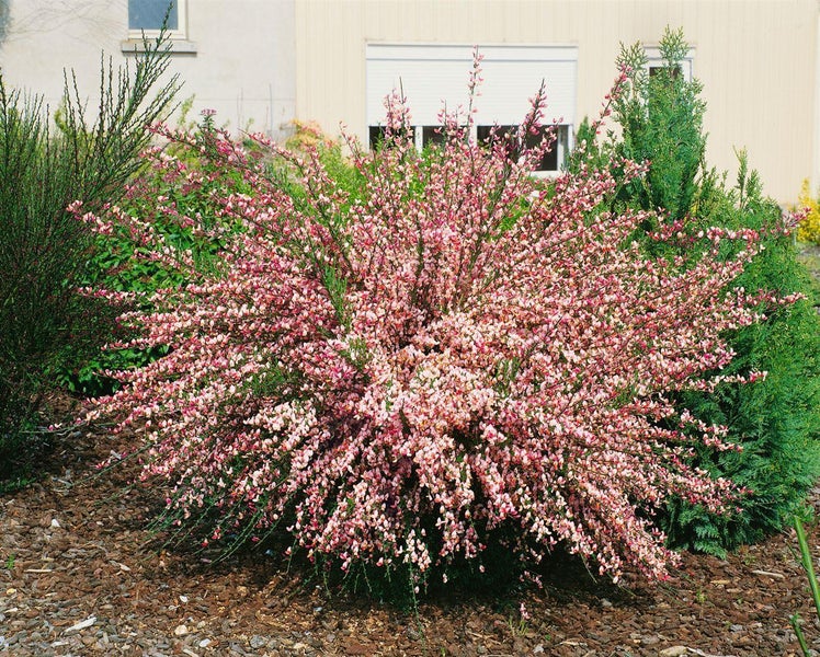 Cytisus praecox 'Zeelandia', Besenginster, cremeweiß, 30–40 cm