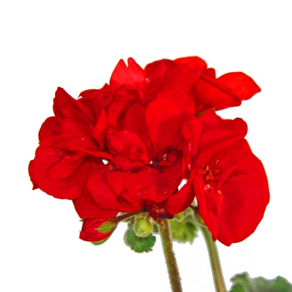 Rote Geranienblüten an Stielen