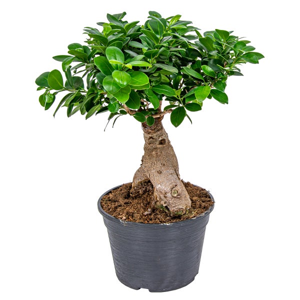 Bonsai-Baum | Ficus 'Ginseng' pro Stück - Zimmerpflanzen im Angelegentopf cm20 cm - ↕40 cm