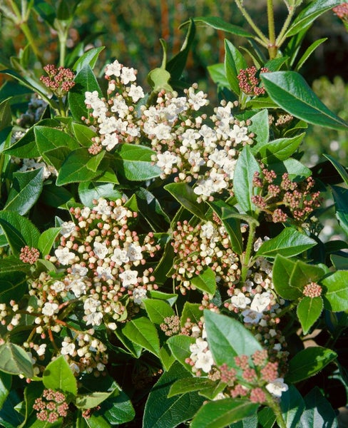 Viburnum tinus, Lorbeer-Schneeball, immergrün, 30–40 cm